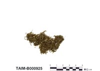 藏品(平葉梳苔)的圖片